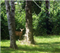 Deer in the woods