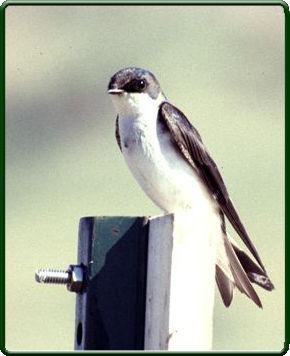 Tree Swallow