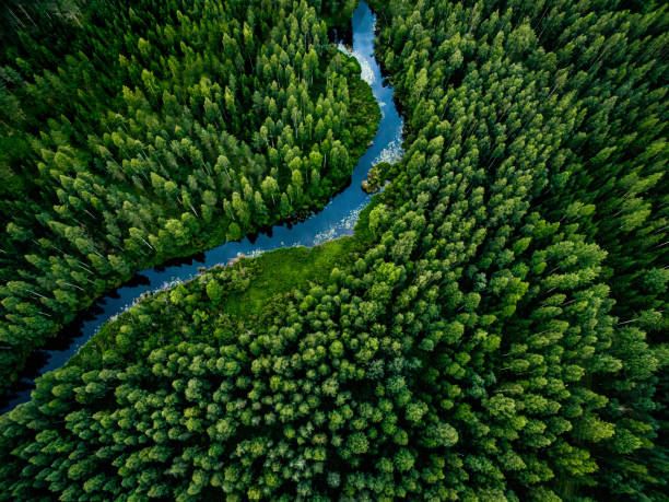 Forest from above