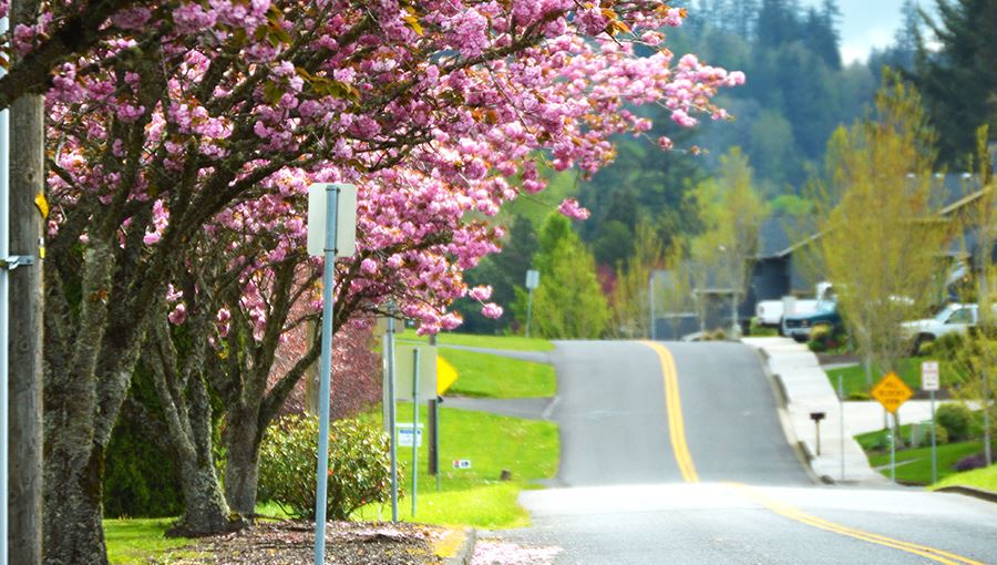 View of a community street with pink flower trees