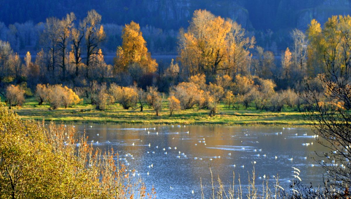 Looking across a river dotted with swimming birds at colorful yellow and green trees